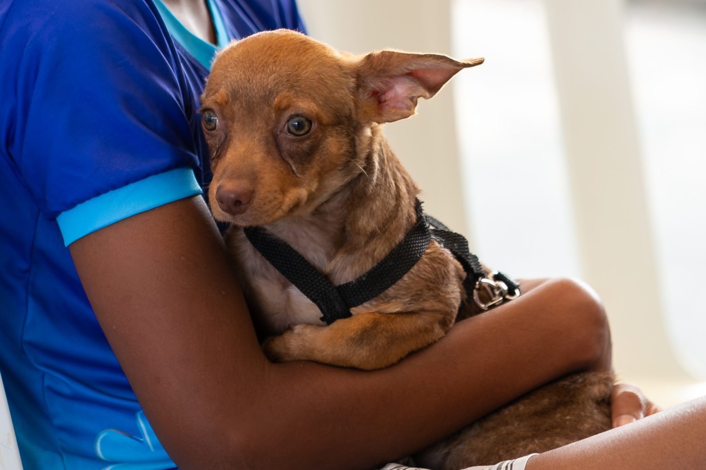 “Cãominhada Mulher e Pet” é realizada na Arena Pantanal neste sábado (28)