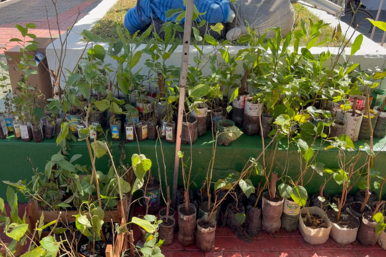 Prefeitura distribui mudas gratuitas e incentiva arborização em Várzea Grande